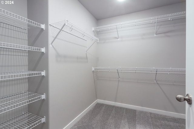 spacious closet featuring carpet floors