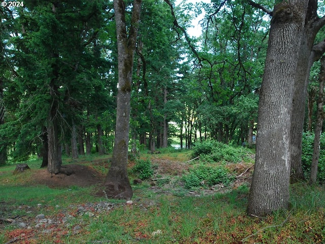 view of local wilderness