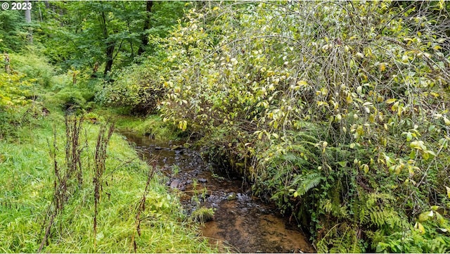 view of local wilderness