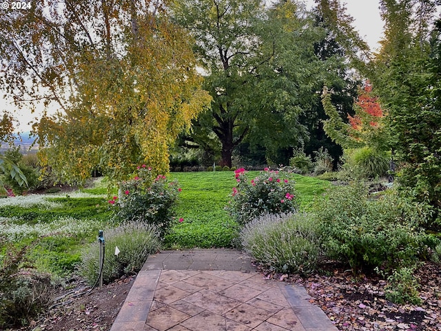 view of yard featuring a patio