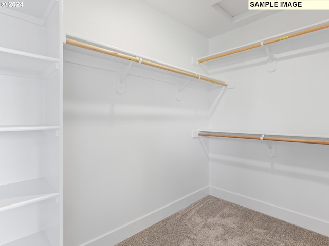 walk in closet with carpet flooring