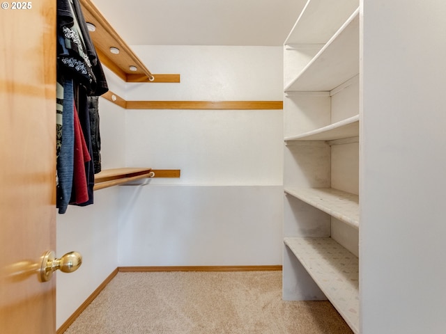 spacious closet featuring carpet flooring