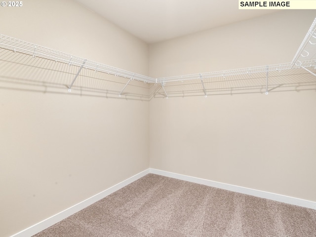 walk in closet with carpet