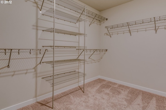 spacious closet featuring carpet flooring