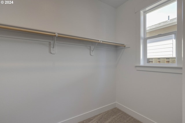 spacious closet featuring carpet