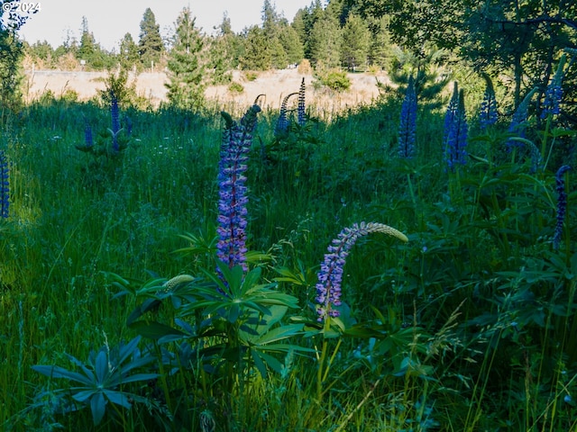 725 Snowden Rd, White Salmon, WA 98672 - view of undeveloped land