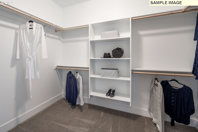 walk in closet with carpet flooring