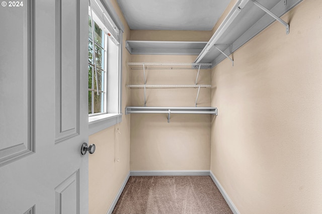 spacious closet featuring carpet