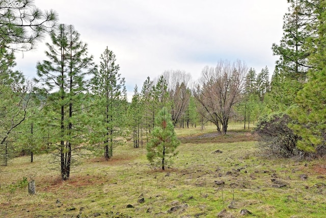 view of local wilderness