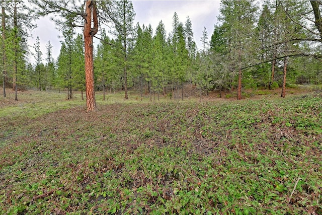 view of local wilderness