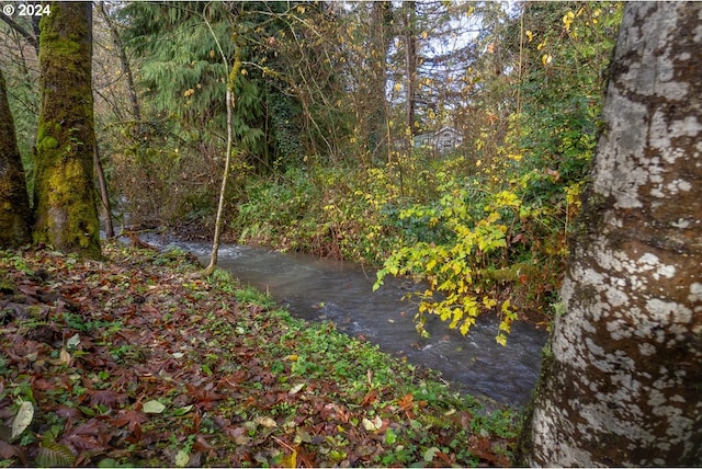 view of local wilderness