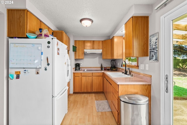 kitchen with light wood-type flooring, a textured ceiling, sink, white fridge, and black electric cooktop