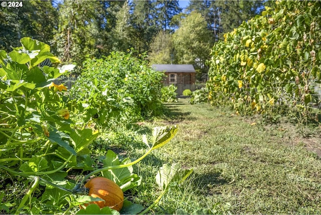 view of yard with a storage shed