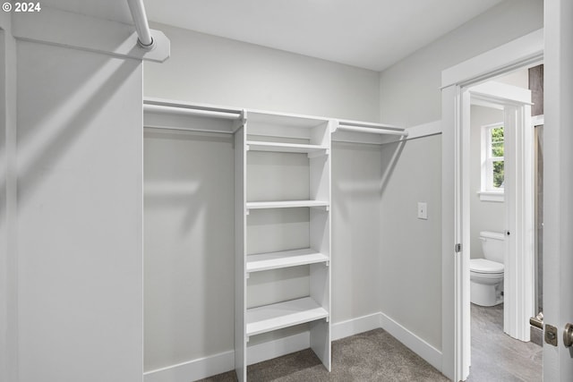 spacious closet featuring carpet