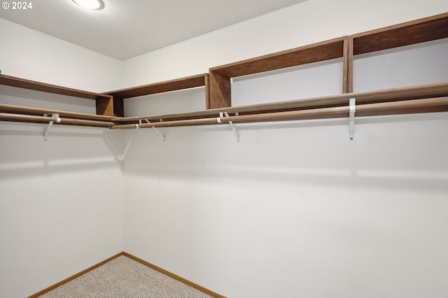 spacious closet featuring carpet