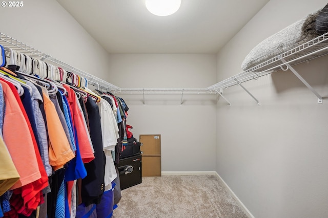 walk in closet featuring carpet flooring