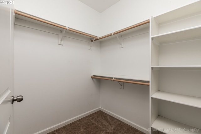 walk in closet featuring carpet floors