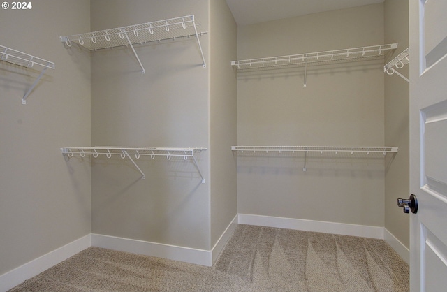 spacious closet featuring carpet flooring