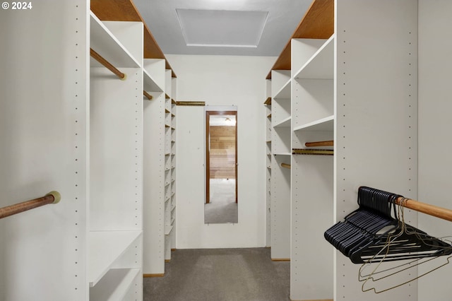 walk in closet featuring carpet floors