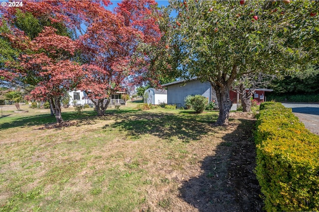 view of yard featuring a storage shed