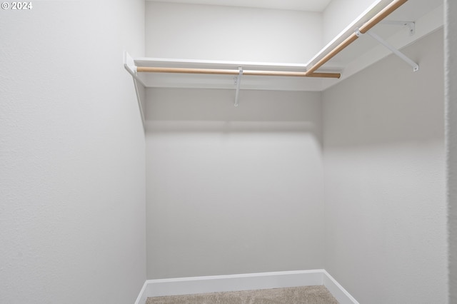 spacious closet featuring carpet flooring