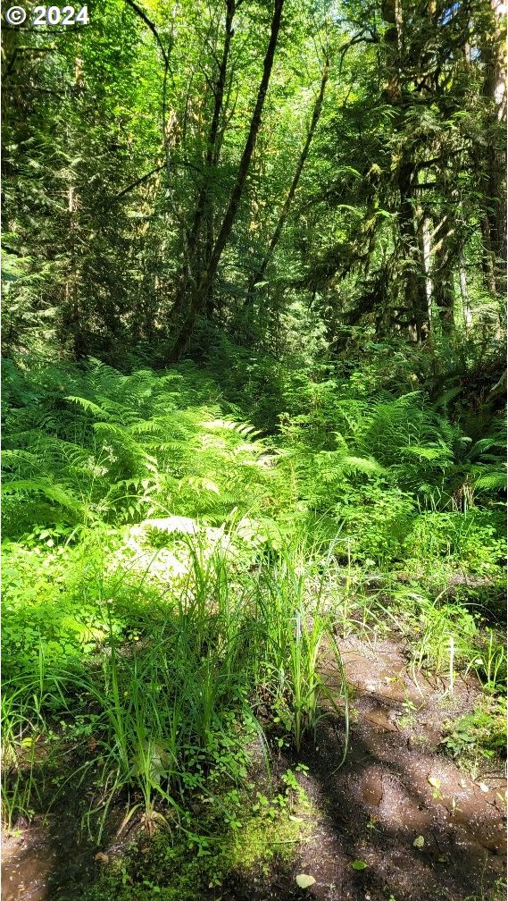 0 Cedar Creek Rd Unit 79, Woodland, WA 98674