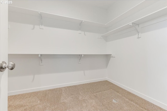 spacious closet featuring carpet floors