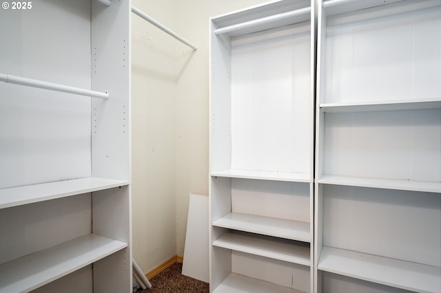 spacious closet featuring carpet flooring