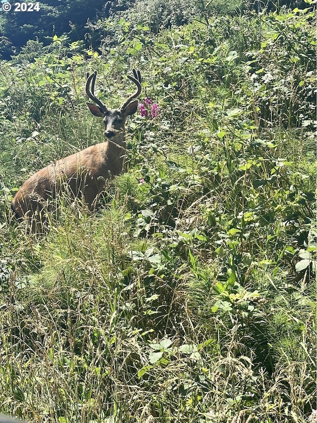 view of nature