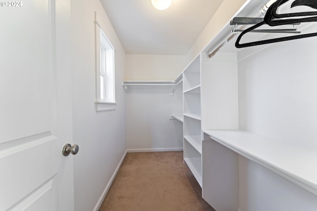 walk in closet featuring carpet flooring