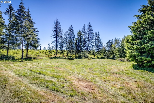 view of local wilderness