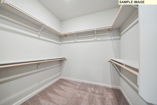 spacious closet featuring carpet flooring