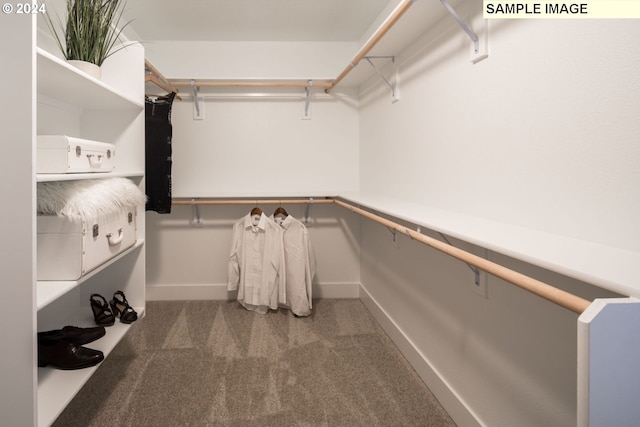 walk in closet featuring carpet floors