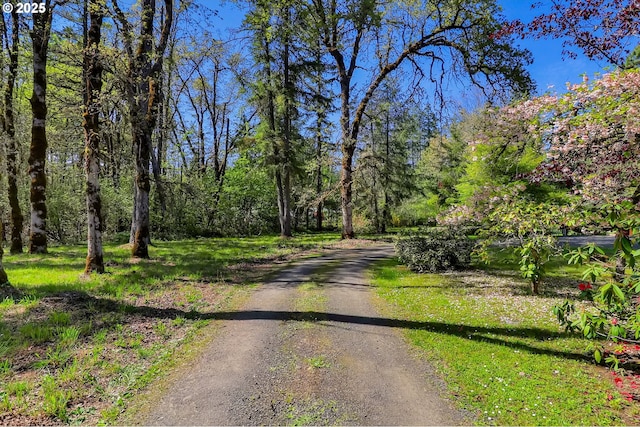 view of dirt / gravel road with a forest view