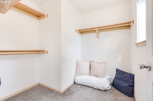 walk in closet featuring carpet flooring