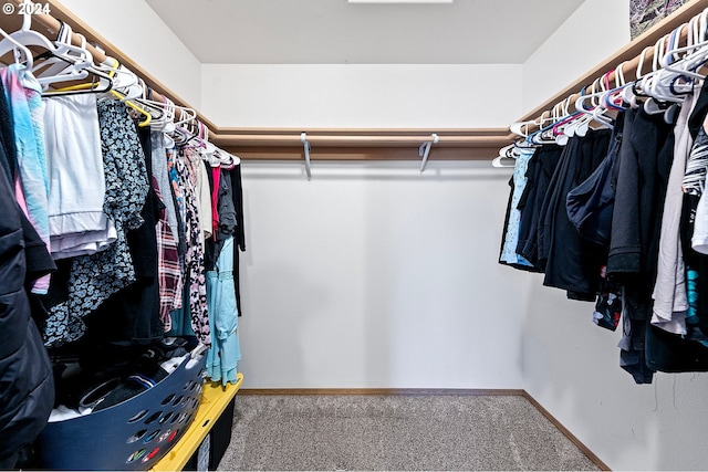 walk in closet with carpet flooring