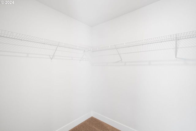 walk in closet with carpet flooring