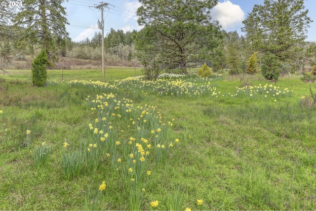 view of local wilderness