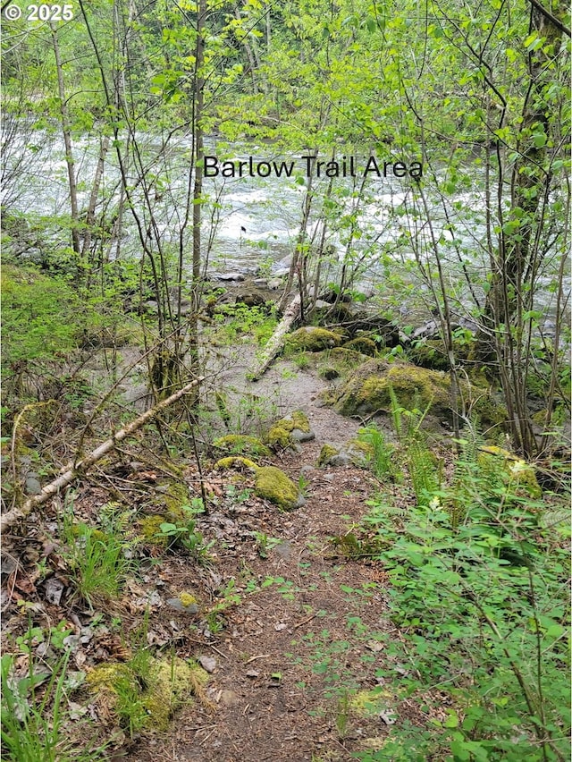 view of local wilderness