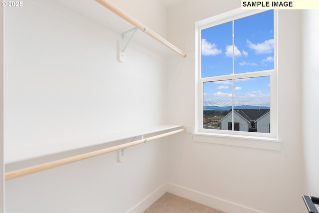 walk in closet with carpet flooring