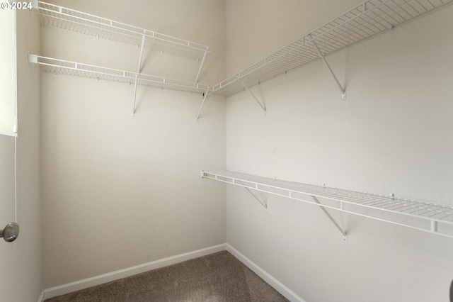 spacious closet with carpet floors