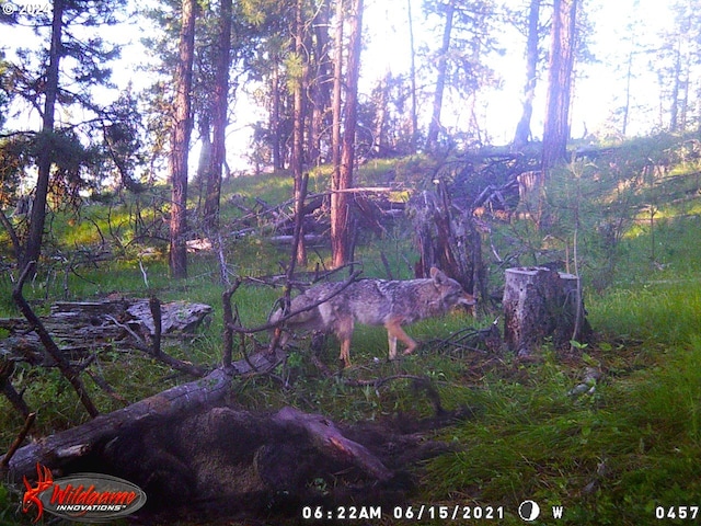 view of local wilderness