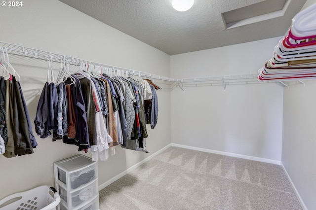 walk in closet featuring carpet floors