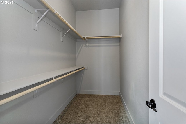 walk in closet featuring carpet flooring