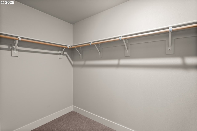 spacious closet featuring carpet