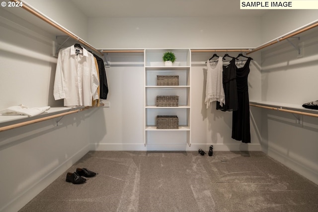 walk in closet featuring carpet flooring