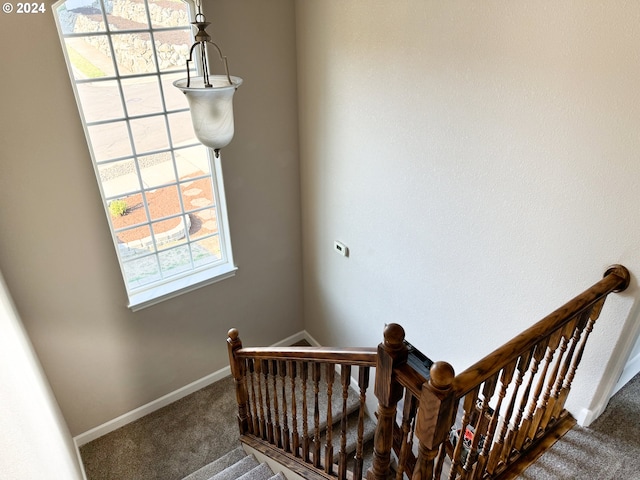 staircase featuring carpet floors