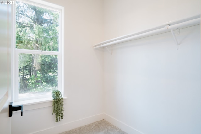 walk in closet featuring carpet floors