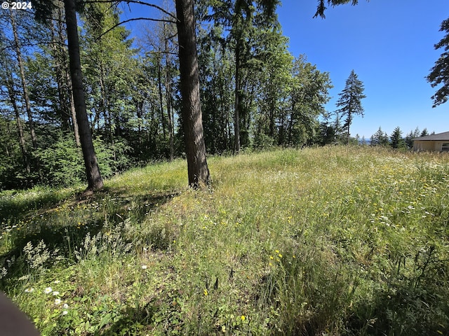 view of local wilderness