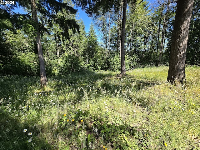 view of local wilderness